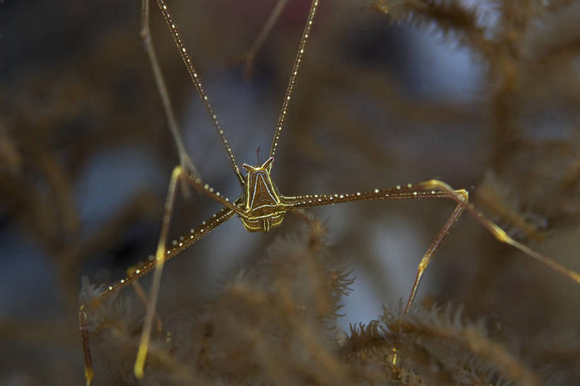 无人,横图,特写,正面,水下,海洋,野生动物,印度尼西亚,科学,无脊椎动物,摄影,北苏拉威西,外星人,甲壳动物,彩图