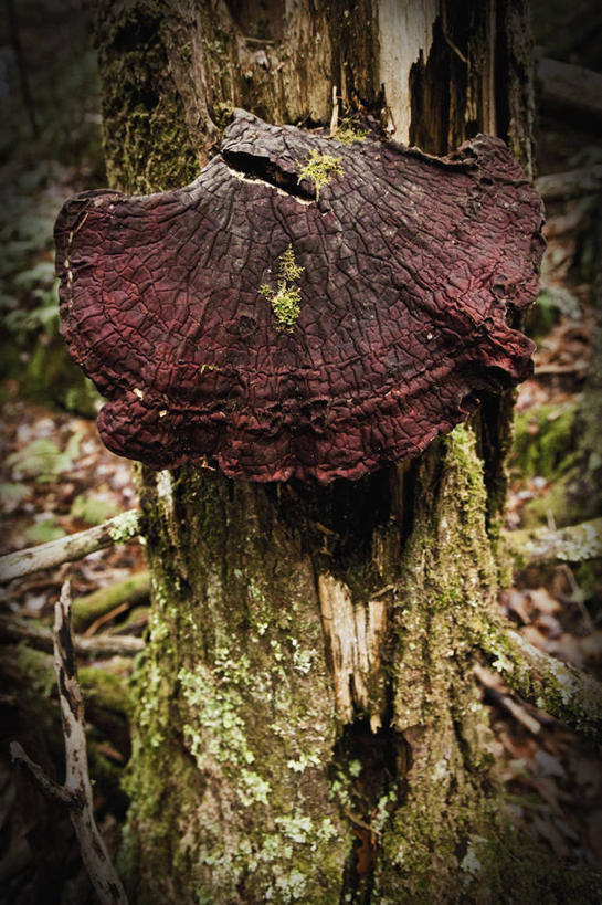 无人,竖图,室外,白天,松树,美国,蘑菇,树,摄影,生活方式,腐烂,北美,北美洲,真菌,美洲,新罕布什尔州,北亚美利加洲,亚美利加洲,新罕布什尔,新罕布夏州,花岗岩州,花冈岩之州,滑雪之州,松木,新英格兰,白山山脉,纽英仑,彩图,美利坚合众国,阿巴拉契亚