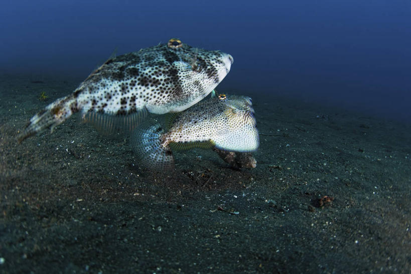 无人,横图,侧面,竞争,水下,野生动物,印度尼西亚,科学,鱼类,动物,两只,摄影,北苏拉威西,交配,豚鱼,彩图