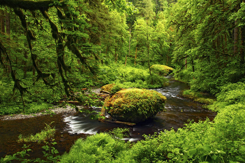 无人,横图,室外,白天,森林,美国,地形,苔藓,树,绿色,小溪,摄影,清新,俄勒冈州,地质学,彩图