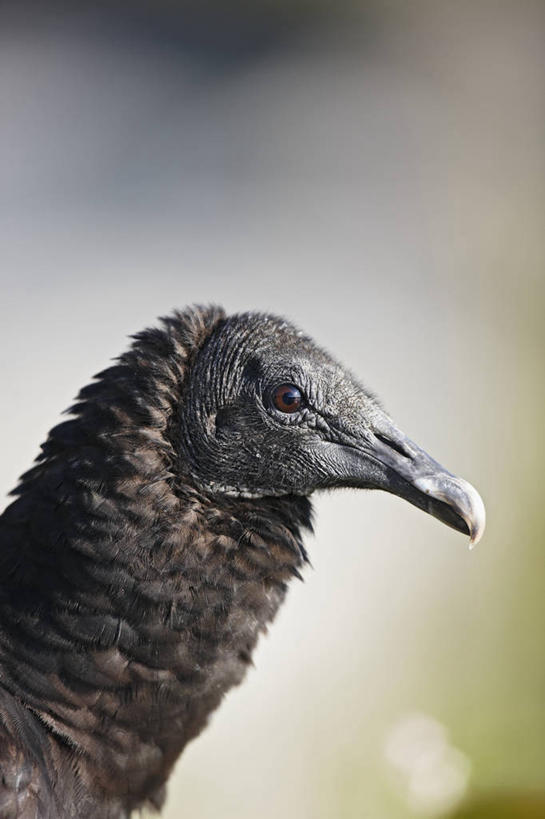 无人,公园,竖图,室外,白天,美国,鸟类,看,凝视,摄影,明亮,北美,北美洲,国家公园,美洲,喙,佛罗里达,佛罗里达州,佛州,阳光州,北亚美利加洲,亚美利加洲,埃弗格莱兹国家公园,大沼泽国家公园,黑美洲鹫,大沼泽地国家公园,秃鹰,彩图,美利坚合众国,动物行为