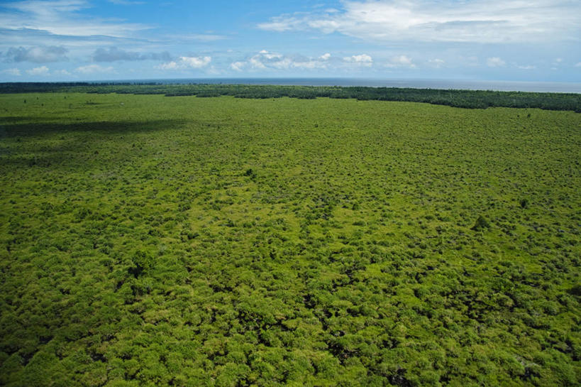 无人,横图,室外,白天,海洋,马来西亚,亚洲,环保,绿色,摄影,东南亚,能源,回收,沼泽,资源,利用,低碳,循环,环境保护,持续,潘塔纳尔湿地,婆罗洲岛,马来西亚联邦,沙巴州,彩图,红树林,生态多样性