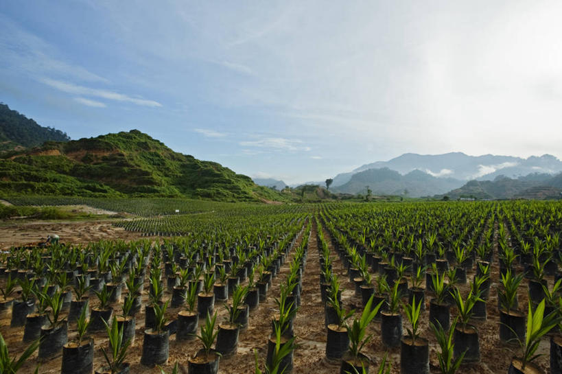 无人,横图,室外,白天,农业,农作物,棕榈树,马来西亚,亚洲,一排,环保,整齐,排列,摄影,东南亚,能源,回收,资源,队列,利用,低碳,种植园,秧苗,循环,婆罗洲,持续,加里曼丹岛,婆罗洲岛,马来西亚联邦,沙捞越,砂拉越州,犀鸟之乡,彩图,生物燃料