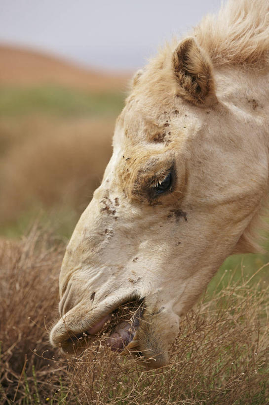 无人,吃,竖图,室外,特写,白天,度假,非洲,摩洛哥,骆驼,摄影,灌木,部分,撒哈拉沙漠,咀嚼,嘴唇,彩图,旅行,动物行为