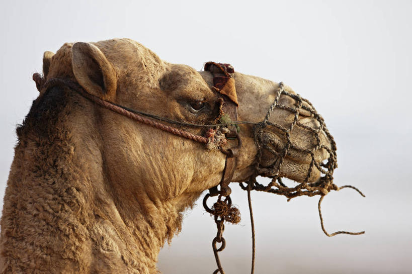 无人,横图,室外,白天,非洲,摩洛哥,绳子,摄影,北非,单峰骆驼,彩图,旅行,马笼头