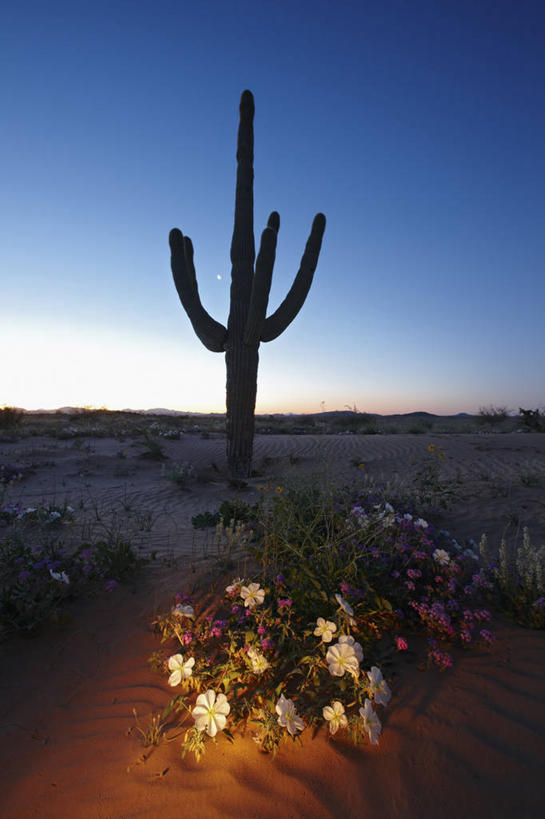 无人,竖图,室外,夜晚,美景,沙漠,仙人掌,美国,沙子,景观,野花,黎明,沙丘,花,自然,春天,景色,摄影,亚利桑那,北美,北美洲,夜来香,自然风光,美洲,剪影,亚利桑那州,大峡谷之州,北亚美利加洲,亚美利加洲,樱草花,皮马县,彩图,卡韦萨普列塔国家野生动物保护区,美利坚合众国