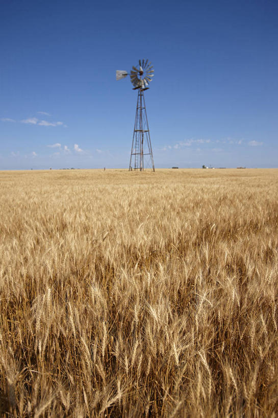 无人,竖图,室外,白天,农业,农作物,小麦,风车,美国,田地,谷类,摄影,生长,德克萨斯,彩图