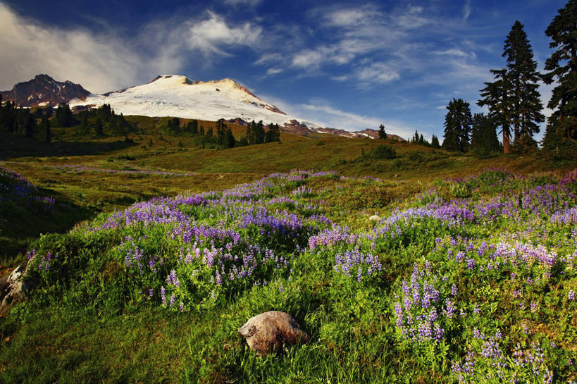 无人,横图,室外,白天,草地,火山,山,美国,地形,野花,地标建筑,摄影,宁静,清新,冰河,华盛顿州,白羽扇豆,卡斯基德山脉,彩图,旅行,贝克尔山