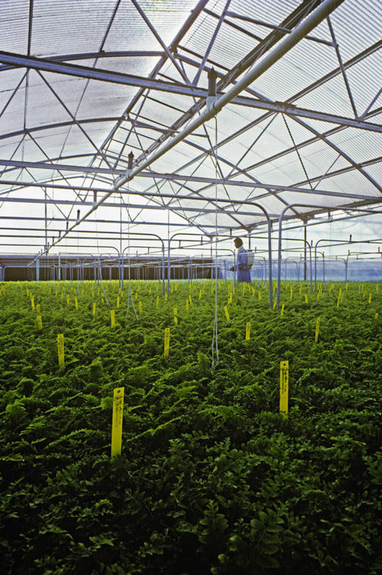 一个人,竖图,室内,白天,农业,微生物,美国,温室,工业,摄影,遗传研究,加利福尼亚,克隆,彩图