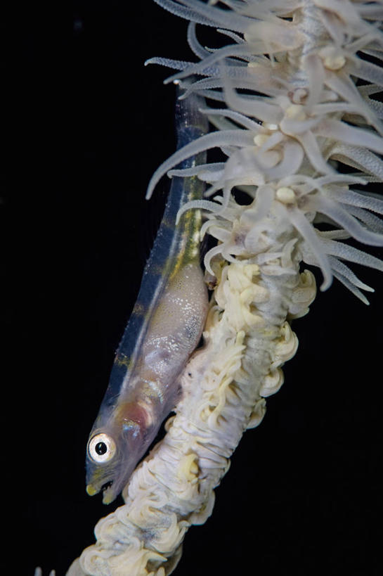 无人,竖图,水下,野生动物,菲律宾,鱼类,摄影,虾虎鱼,巴拉望,彩图,动物行为