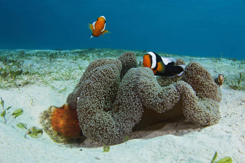 无人,横图,海底,水下,海葵,野生动物,菲律宾,摄影,海草,鱼子,海葵鱼,合伙,巴拉望,彩图