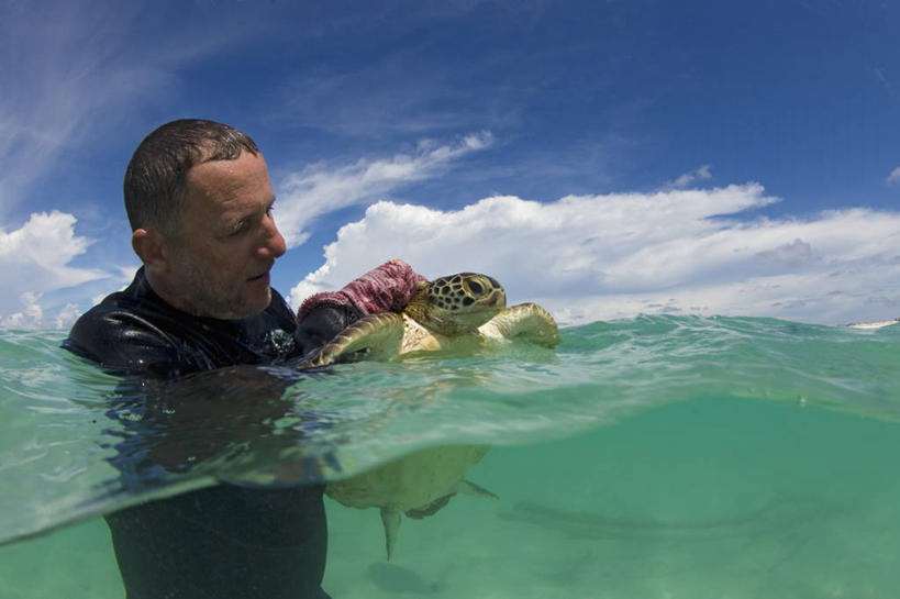 成年人,中年人,一个人,科学家,横图,水下,野生动物,马来西亚,仅一个男性,仅一个人,仅一个中年男性,研究,南海,摄影,环境保护,绿蠵龟,沙巴州,濒危物种,男人,男性,中年男性,海龟,彩图