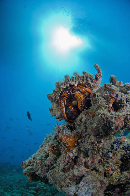 蟹,无人,竖图,留白,仰视,海底,水下,太阳,野生动物,马来西亚,科学,螃蟹,珊瑚,寄居蟹,动物,摄影,白住房,干住屋,甲壳动物,沙巴州,西里伯斯海,暗礁,彩图,低角度拍摄