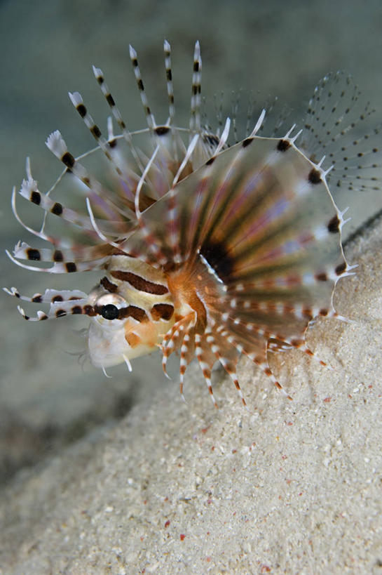 无人,竖图,侧面,水下,野生动物,马来西亚,条纹,科学,鱼类,动物,摄影,保护,复杂,蓑鲉,婆罗洲岛,沙巴州,西里伯斯海,彩图,花斑短鳍蓑鲉