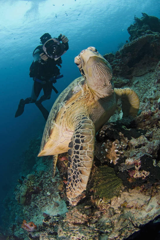 西方人,成年人,中年人,一个人,竖图,水下,野生动物,欧洲,马来西亚,欧洲人,仅一个男性,仅一个人,仅一个中年男性,科学,动物,摄影,绿蠵龟,沙巴州,西里伯斯海,男人,男性,中年男性,白种人,彩图,诗巴丹岛,电影摄影师,电视摄像机