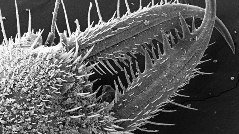 无人,横图,黑白,野生动物,科学,动物,摄影,生物学,幼虫,蚁狮,电子显微镜