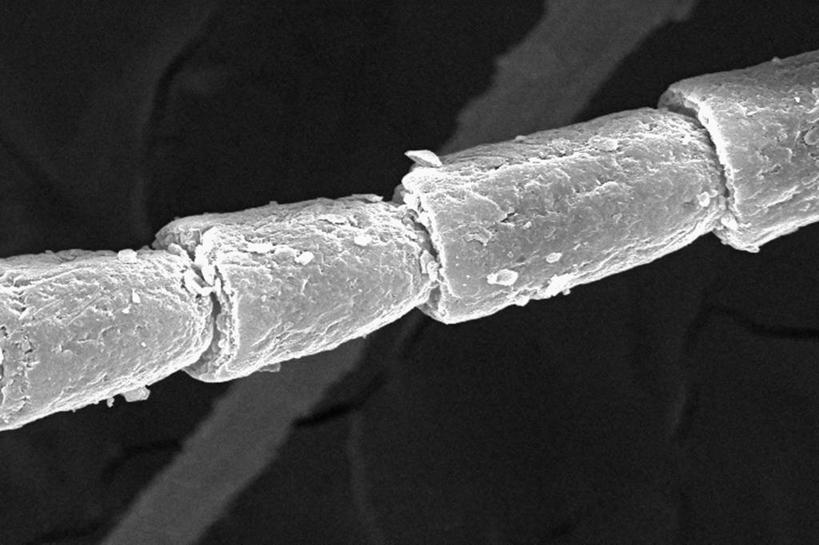 无人,横图,黑白,野生动物,科学,动物,摄影,生物学,幼虫,蚁狮,电子显微镜