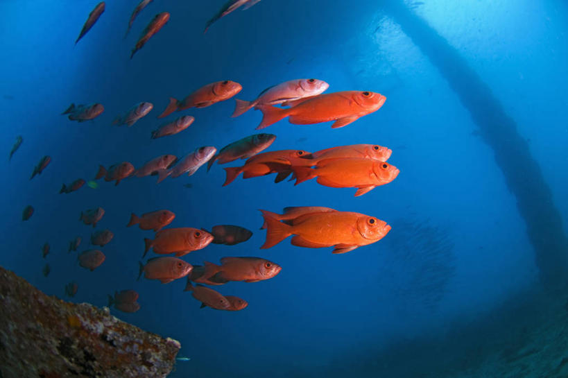 无人,横图,鱼眼镜头,水下,野生动物,马来西亚,科学,鱼类,动物,摄影,沙巴州,西里伯斯海,彩图,人工鱼礁