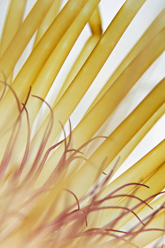 无人,竖图,特写,水下,海葵,野生动物,马来西亚,科学,触须,粉色,动物,橙色,摄影,沙巴州,西里伯斯海,彩图