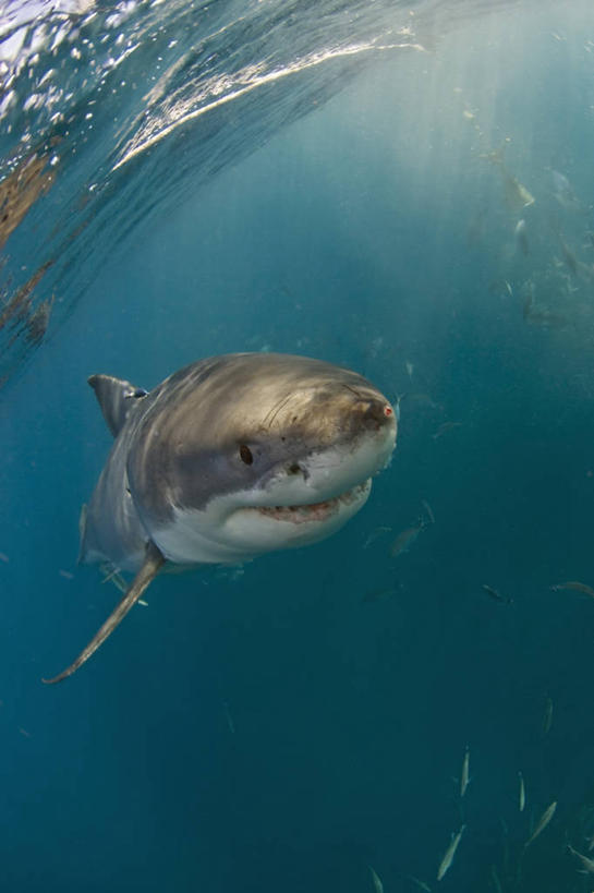 无人,竖图,留白,正面,水下,鲨鱼,野生动物,澳大利亚,科学,捕食,动物,摄影,大白鲨,南澳大利亚,危险,彩图