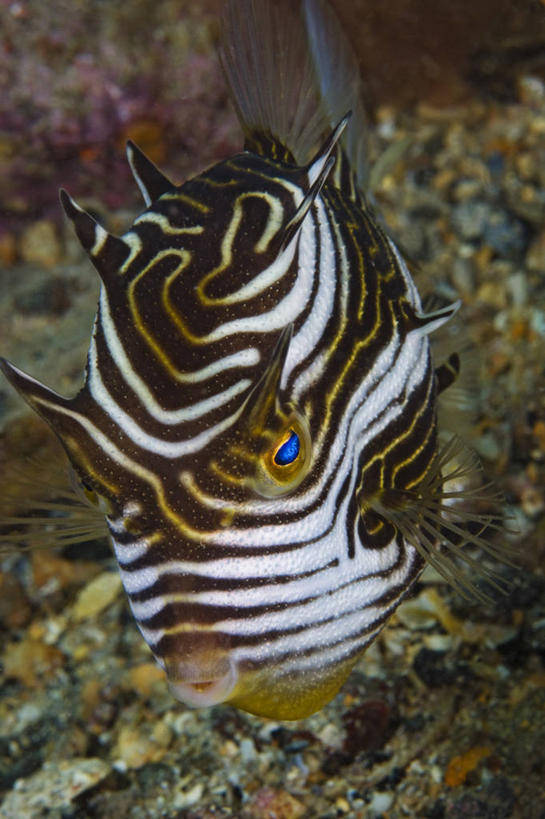 无人,竖图,水下,野生动物,澳大利亚,条纹,科学,褐色,鱼类,动物,摄影,南澳大利亚,箱鲀,彩图