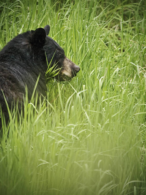 无人,吃,竖图,侧面,野生动物,黑熊,美国,草,自然,动物,摄影,生物学,美洲黑熊,朱诺,彩图