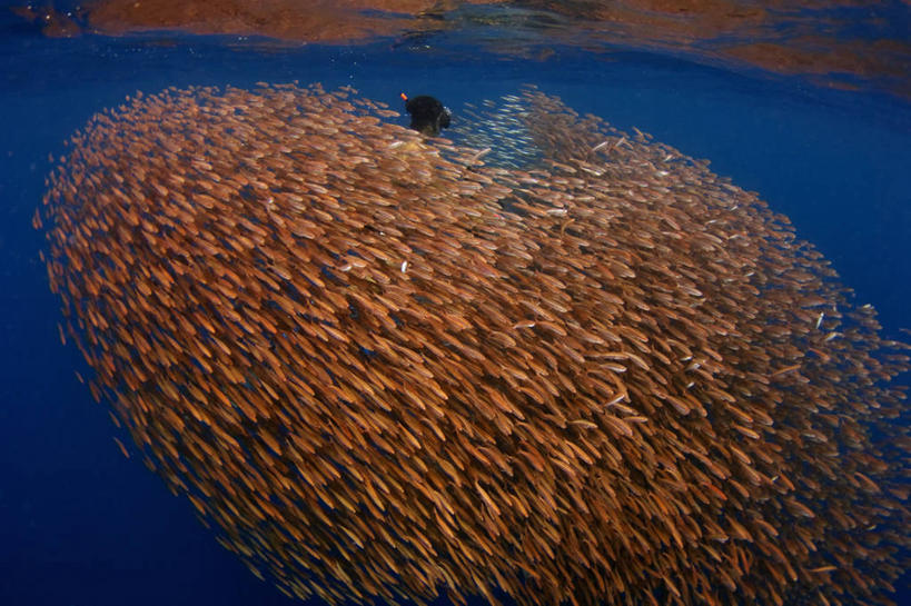 游泳,成年人,中年人,一个人,横图,水下,印度尼西亚,仅一个男性,仅一个人,仅一个中年男性,一群,许多,丰富,朦胧,模糊,鱼群,很多,鱼类,摄影,保护,呼吸管,鲱鱼,录像,策略,一致,男人,男性,中年男性,休闲活动,彩图,钓鱼,旅行,电影摄影师,马来文化