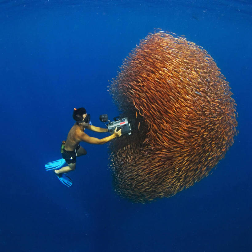 游泳,成年人,中年人,一个人,方图,水下,印度尼西亚,仅一个男性,仅一个人,仅一个中年男性,一群,许多,丰富,朦胧,模糊,鱼群,很多,鱼类,摄影,保护,呼吸管,鲱鱼,录像,策略,一致,男人,男性,中年男性,休闲活动,彩图,钓鱼,旅行,电影摄影师,马来文化