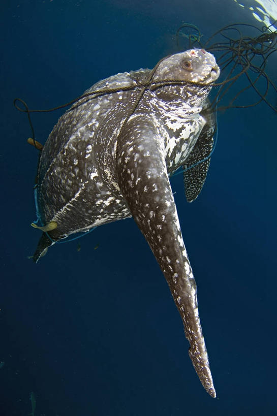 无人,竖图,水下,印度尼西亚,捆扎,动物,绳子,摄影,棱皮龟,环境,死亡,鳍,殒命,灭亡,濒危物种,海龟,彩图