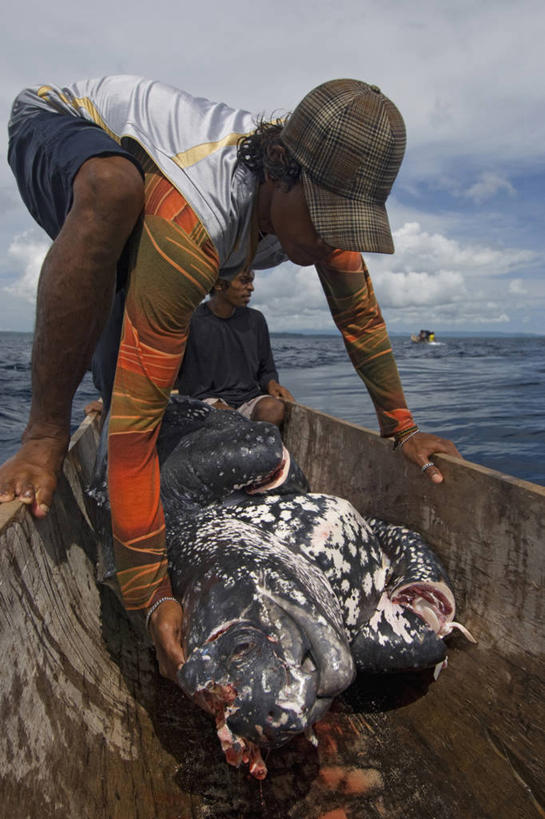成年人,中年人,两个人,竖图,室外,海洋,船,印度尼西亚,捕食,动物,摄影,棱皮龟,环境,死亡,独木舟,殒命,灭亡,濒危物种,男人,中年男性,海龟,彩图,钓鱼,传统文化