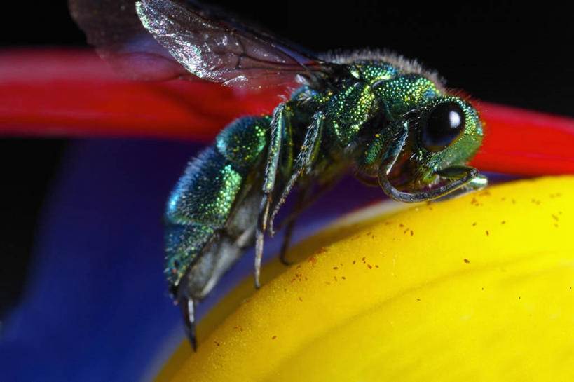 无人,横图,特写,侧面,野生动物,昆虫,非洲雏菊,雏菊,花,自然,动物,摄影,黄蜂,彩图