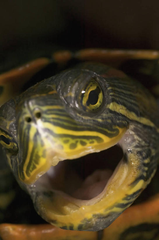 无人,竖图,特写,正面,野生动物,对抗,咬,科学,动物,张嘴,摄影,巴西龟,生物学,进攻,张大嘴巴,张开嘴,海龟,彩图