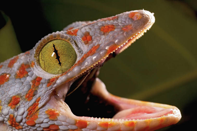 无人,横图,特写,侧面,壁虎,野生动物,蜥蜴,科学,动物,打开,摄影,视力,生物学,开启,肌理,彩图