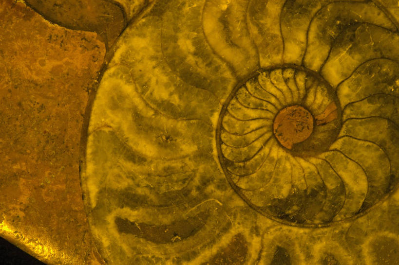 无人,横图,特写,科学,玛瑙,无脊椎动物,一个,动物,摄影,单个,横截面,菊石,矿物质,彩图,古生物学