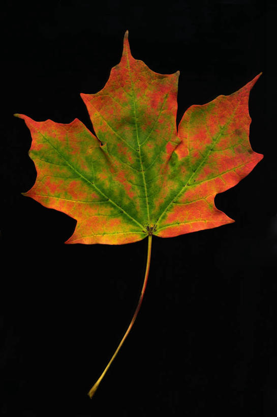 无人,竖图,特写,美景,枫树,叶子,黑色背景,科学,景观,树,一个,红色,绿色,自然,景色,季节,摄影,单个,自然风光,糖枫,秋天,彩图,影棚拍摄