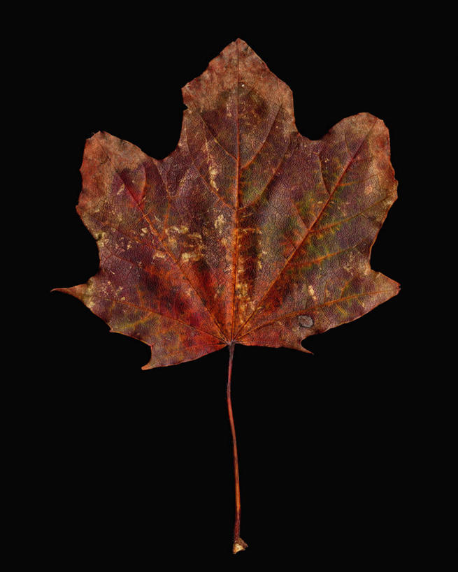 无人,竖图,特写,美景,枫树,叶子,黑色背景,科学,景观,褐色,一个,自然,生病,景色,季节,摄影,单个,脆弱,自然风光,糖枫,秋天,彩图,影棚拍摄