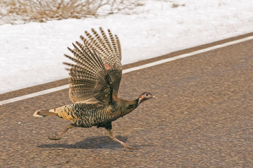 无人,跑,横图,室外,侧面,路,野生动物,羽毛,美国,科学,鸟类,火鸡,自然,动物,摄影,拍打,生物学,忧虑,犹他,布莱斯峡谷国家公园,彩图,野火鸡