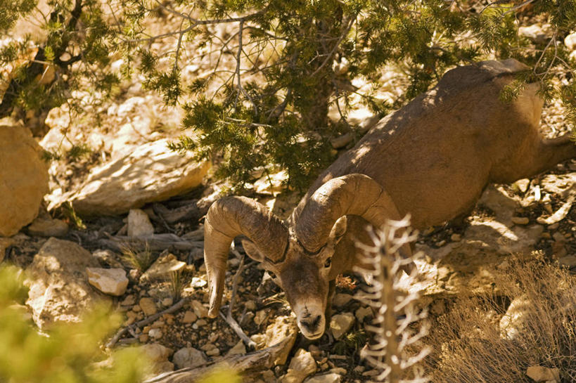 无人,横图,俯视,室外,哺乳动物,野生动物,羊,美国,科学,大峡谷,自然,动物,可爱,摄影,活泼,生物学,亚利桑那,国家公园,公羊,觅食,大角羊,大峡谷国家公园,盘角羊,盘羊,绵羊,彩图,高角度拍摄