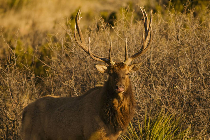 无人,横图,室外,侧面,哺乳动物,野生动物,美国,科学,自然,动物,摄影,生物学,国家公园,鹿角,觅食,德克萨斯,加拿大马鹿,马鹿,彩图