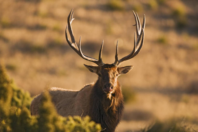 无人,横图,室外,正面,哺乳动物,野生动物,美国,科学,自然,动物,摄影,生物学,国家公园,鹿角,觅食,德克萨斯,加拿大马鹿,马鹿,彩图