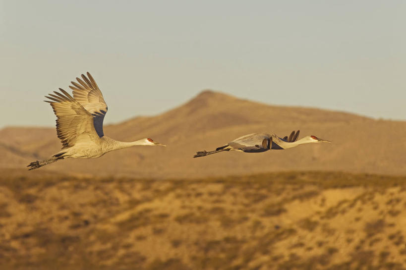 无人,横图,室外,侧面,日出,野生动物,美国,科学,鹤,鸟类,飞,自然,动物,两只,摄影,迁徙,生物学,北美,优美,北美洲,美洲,新墨西哥,新墨西哥州,北亚美利加洲,亚美利加洲,迷人之地,迷人之州,沙丘鹤,国家野生动物保护区,博斯克德尔阿帕奇国家野生动物保护区,彩图,美利坚合众国