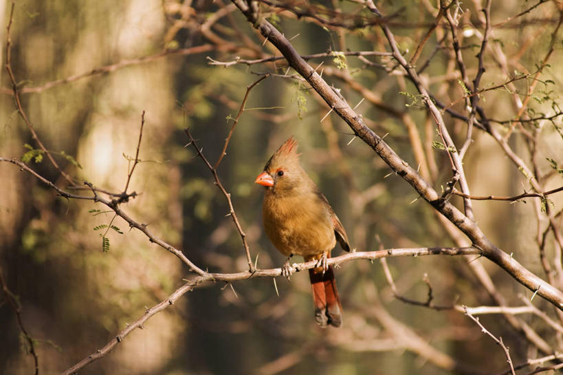 无人,横图,室外,侧面,鸟,野生动物,羽毛,美国,科学,鸟类,树,自然,动物,摄影,栖息,生物学,亚利桑那,北美,北美洲,国家公园,美洲,亚利桑那州,红衣主教鸟,主红雀,大峡谷之州,北亚美利加洲,亚美利加洲,红衣主教蜡嘴鸟,主教鸟,萨瓜罗国家公园,皮马县,彩图,北美红雀,美利坚合众国,红衣主教
