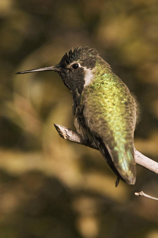 无人,竖图,室外,侧面,蜂鸟,野生动物,羽毛,美国,科学,鸟类,自然,动物,摄影,生物学,亚利桑那,北美,北美洲,国家公园,美洲,亚利桑那州,大峡谷之州,北亚美利加洲,亚美利加洲,萨瓜罗国家公园,皮马县,彩图,美利坚合众国