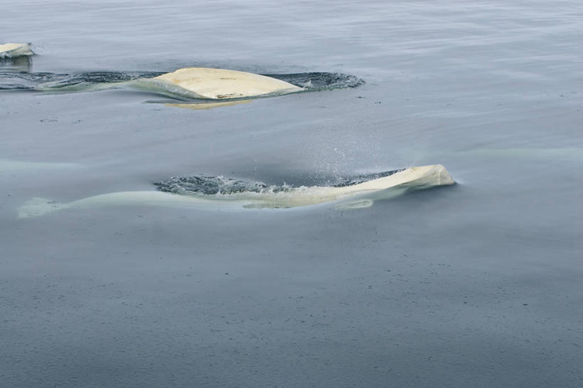 游泳,无人,横图,室外,水,全球变暖,哺乳动物,野生动物,美国,自然,动物,两只,摄影,鲸,迁徙,生物学,白鲸,鲸类,彩图