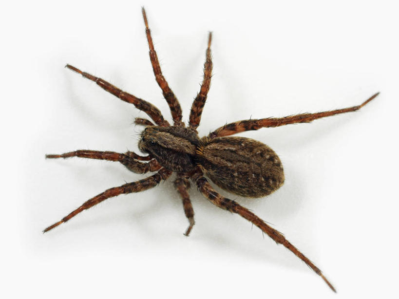 无人,横图,俯视,特写,白色背景,野生动物,科学,捕食,蜘蛛,动物,摄影,影棚,生物学,摄影棚,节肢动物,狼蛛,彩图,高角度拍摄,影棚拍摄,拍摄,动物学