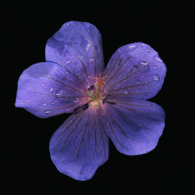 无人,方图,美景,水,黑色背景,科学,景观,花,花瓣,紫色,自然,景色,摄影,影棚,生物学,雄蕊,自然风光,摄影棚,草夹竹桃,彩图,影棚拍摄,拍摄,宿根福禄考,天蓝绣球,夏福禄,锥花福禄考