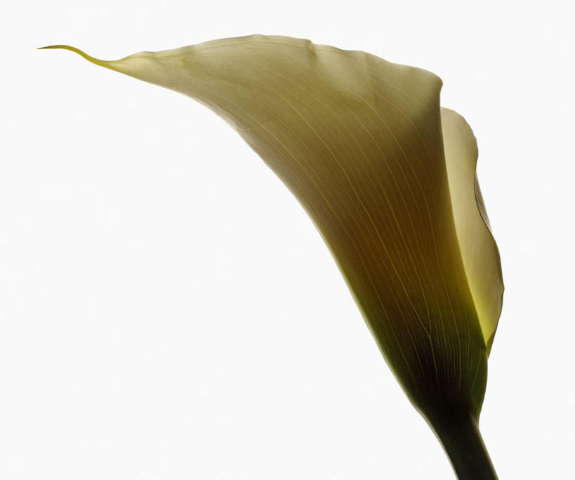 无人,横图,白色背景,美景,马蹄莲,科学,景观,花,白色,自然,景色,摄影,影棚,生物学,自然风光,摄影棚,彩图,影棚拍摄,拍摄