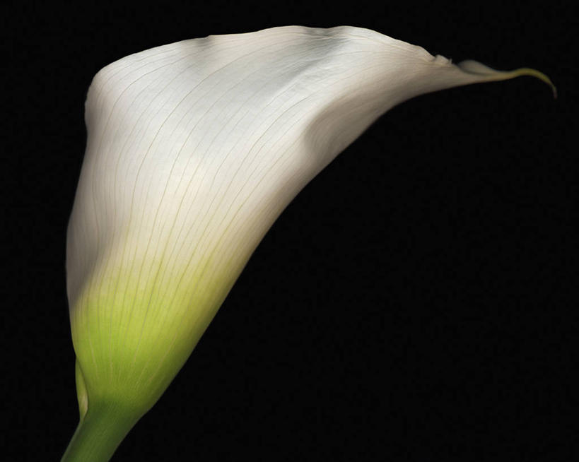 无人,横图,美景,马蹄莲,黑色背景,科学,景观,花,白色,自然,景色,摄影,影棚,生物学,自然风光,摄影棚,彩图,影棚拍摄,拍摄