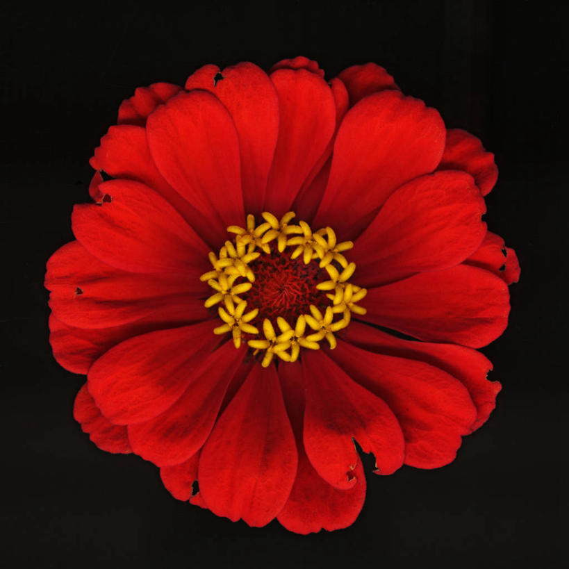 无人,方图,美景,黑色背景,科学,景观,鱼尾菊,花,花瓣,黄色,红色,自然,景色,摄影,影棚,生物学,雄蕊,自然风光,摄影棚,彩图,影棚拍摄,拍摄