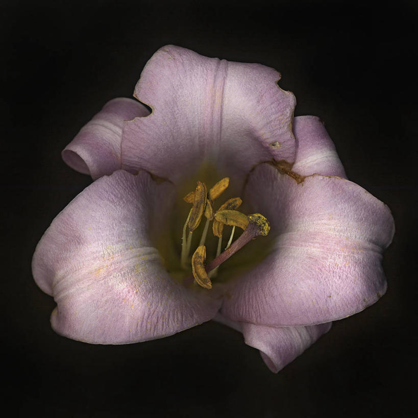 无人,方图,美景,萱草,黑色背景,科学,景观,花,花瓣,紫色,自然,景色,摄影,影棚,生物学,雄蕊,自然风光,摄影棚,彩图,影棚拍摄,拍摄